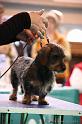 Crufts2011_2 1151